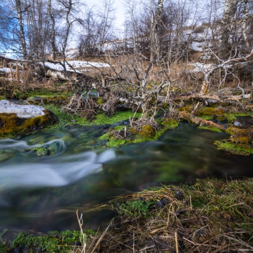 Water emerges from the headwaters of Nevada Spring Creek at around 44 degrees year-round. A mitigation bank provided private money to reconnect it to Montana's Blackfoot River and to restore a prized trout fishing habitat. CREDIT: Nick Mott/Montana Public Radio