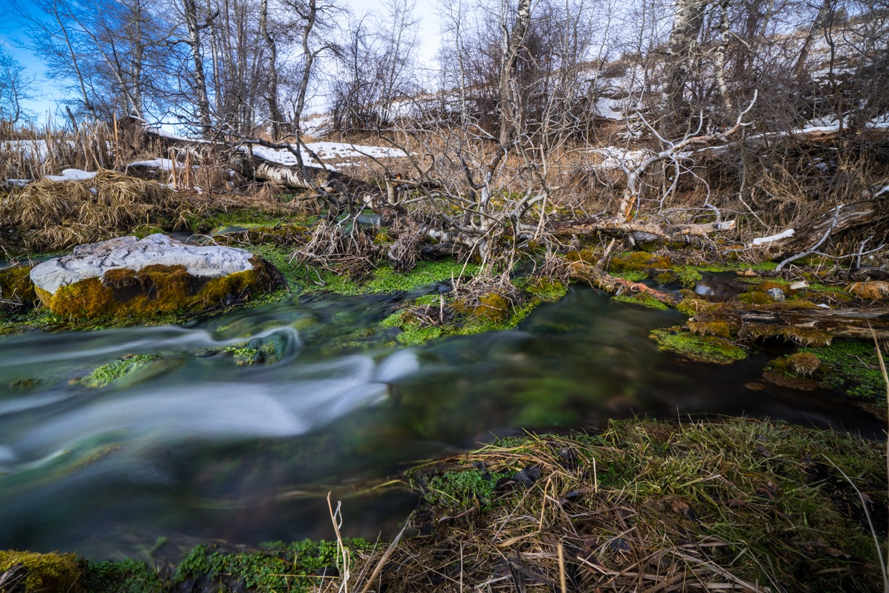 Water emerges from the headwaters of Nevada Spring Creek at around 44 degrees year-round. A mitigation bank provided private money to reconnect it to Montana's Blackfoot River and to restore a prized trout fishing habitat. CREDIT: Nick Mott/Montana Public Radio