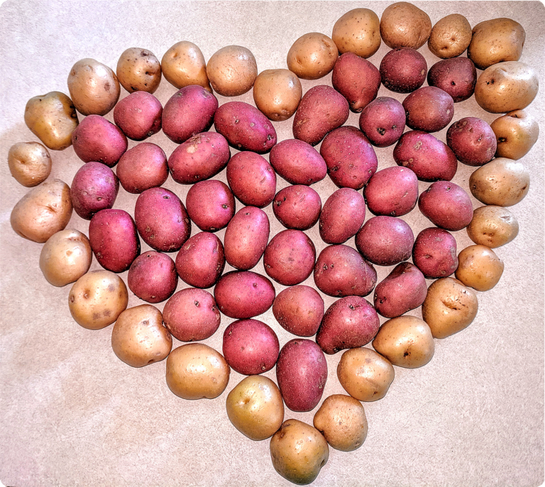 red and yellow potatoes in the shape of a heart.