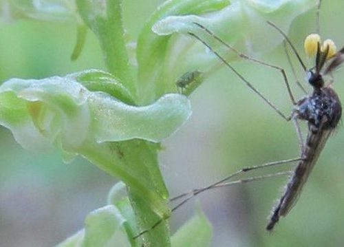 A mosquito feeds from a blunt-leaf orchid. The yellow balls attached to its antenna are balls of pollen, or pollinia. CREDIT: Kiley Riffell