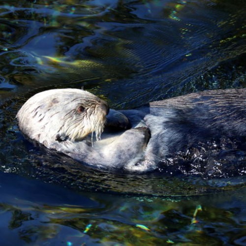 Presently, the only places to see sea otters in Oregon are at the Oregon Zoo and the Oregon Coast Aquarium, where this guy lives. TOM BANSE / NW NEWS NETWORK