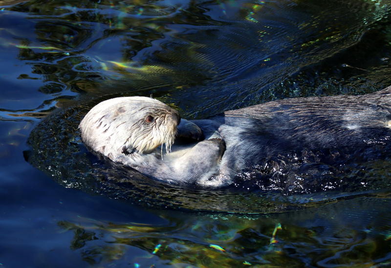 Presently, the only places to see sea otters in Oregon are at the Oregon Zoo and the Oregon Coast Aquarium, where this guy lives. TOM BANSE / NW NEWS NETWORK