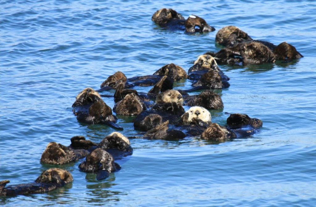 A raft of California sea otters. CREDIT: Lilian Carswell / USFWS