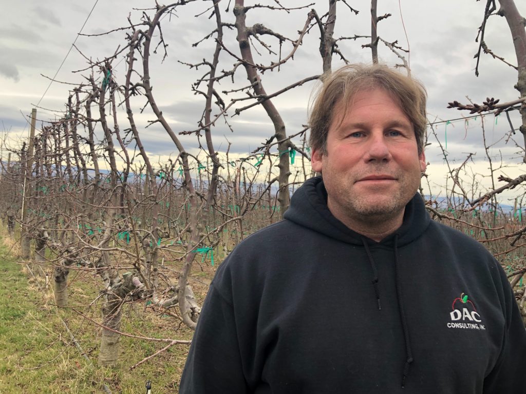 Mark Hanrahan, of Buena, Washington, worries that his valuable cherries won't have a profitable market early this summer if coronavirus doesn't clear up in China. CREDIT: Anna King/N3