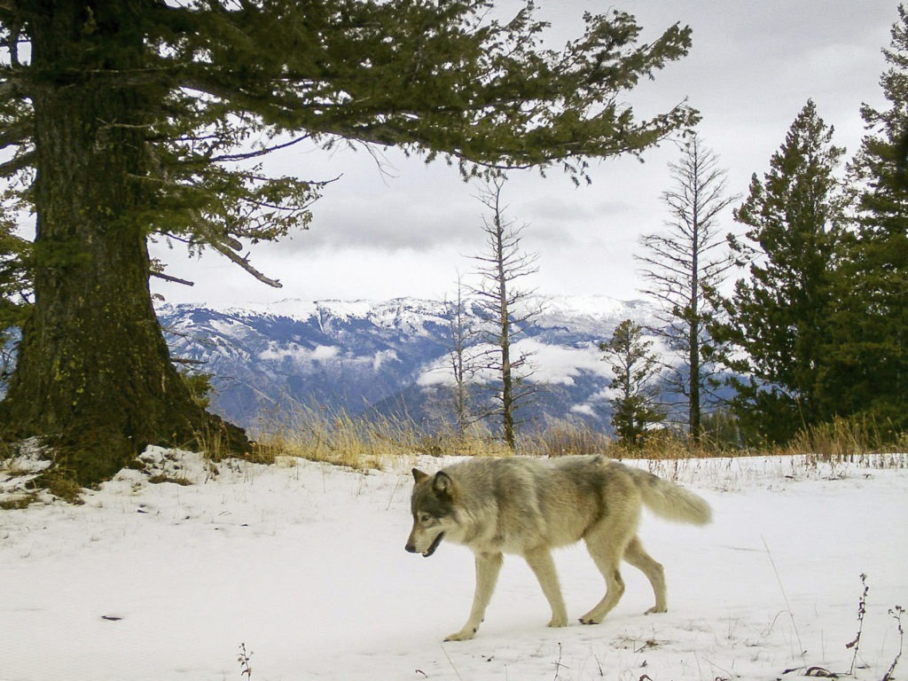 A wolf from the Snake River Pack passes by a remote camera in eastern Wallowa County, Ore. A wolf advocate group in Colorado is challenging the model for U.S. wildlife management. CREDIT: Oregon Department of Fish and Wildlife via AP