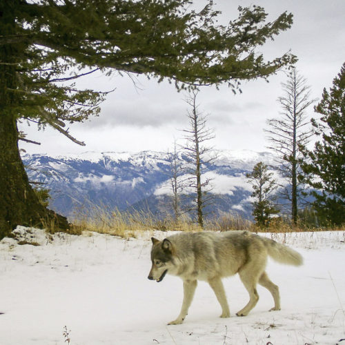 A wolf from the Snake River Pack passes by a remote camera in eastern Wallowa County, Ore. A wolf advocate group in Colorado is challenging the model for U.S. wildlife management. CREDIT: Oregon Department of Fish and Wildlife via AP