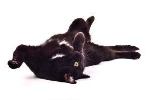 Black cat rolling over