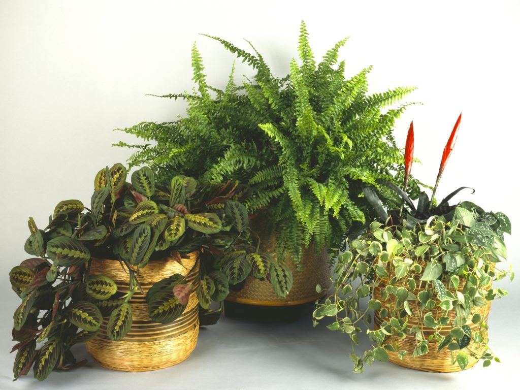 What could you possibly have to learn from a houseplant? CREDIT: DEA / G. Cigolini/De Agostini via Getty Images