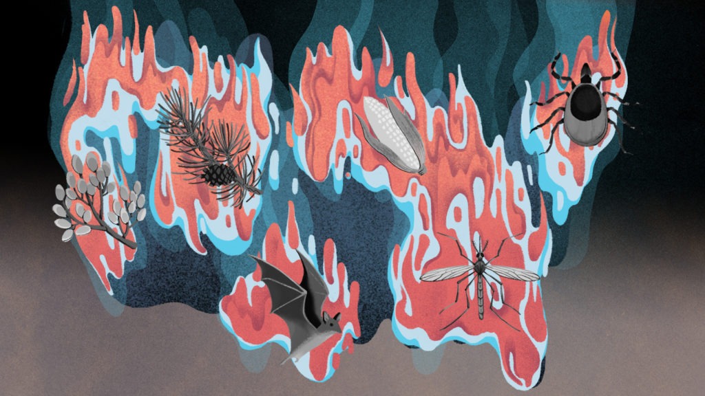 Warming winters graphic illustration. Illustrations by Cornelia Li for NPR