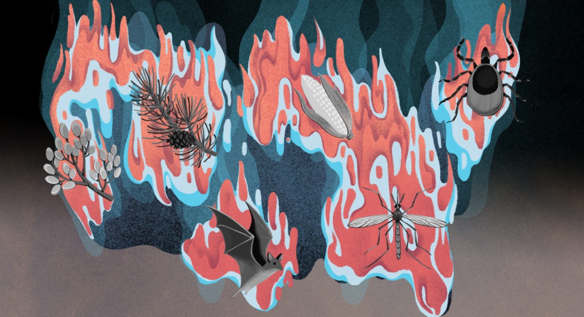 Warming winters graphic illustration. Illustrations by Cornelia Li for NPR
