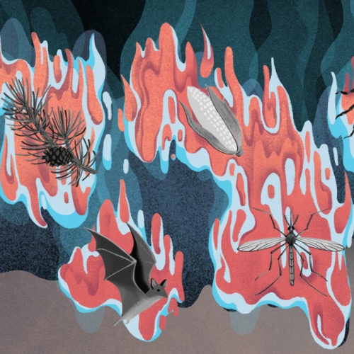 Warming winters graphic illustration. Illustrations by Cornelia Li for NPR