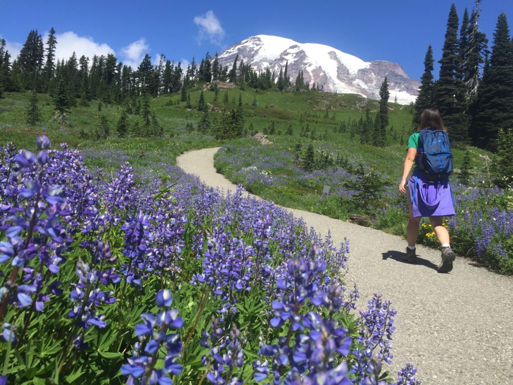 The purple lupines of Mount Rainier National Park are a big feature -- and picture subject -- in the subalpine meadows above the park's Paradise visitor area. CREDIT: Courtney Flatt/NWPB