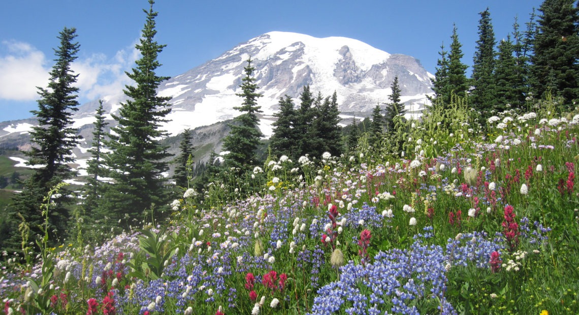 A subalpine meadow on Mount Rainier in the summer. CREDIT: Elli Theobald/courtesy of the research team