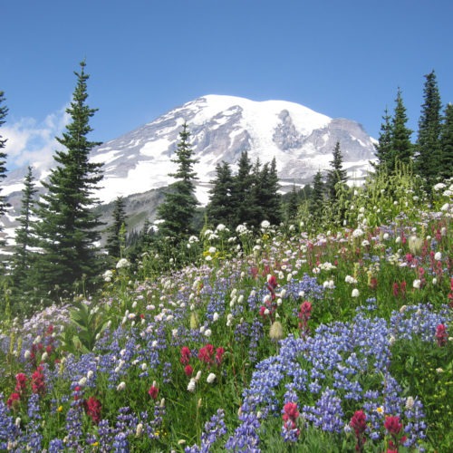 A subalpine meadow on Mount Rainier in the summer. CREDIT: Elli Theobald/courtesy of the research team