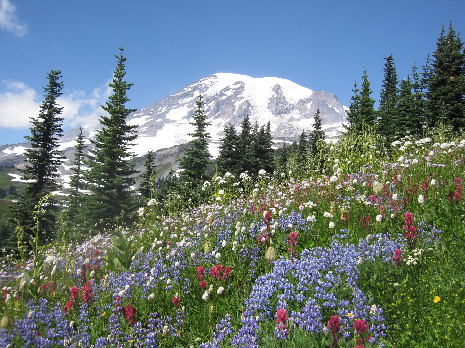 Discover Wildflowers - Mount Rainier National Park (U.S. National Park  Service)