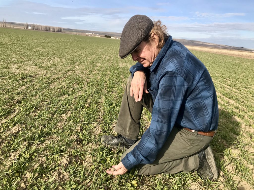 Farmer Jim Baird uses cover crops like mustard and triticale (a hybrid of wheat and rye) to improve the nutrients in his soil and to sequester carbon. Over the past 10 years, as he has intensified planting cover crops, he’s sequestered up to 14 tons of carbon per acre. CREDIT: Courtney Flatt/NWPB