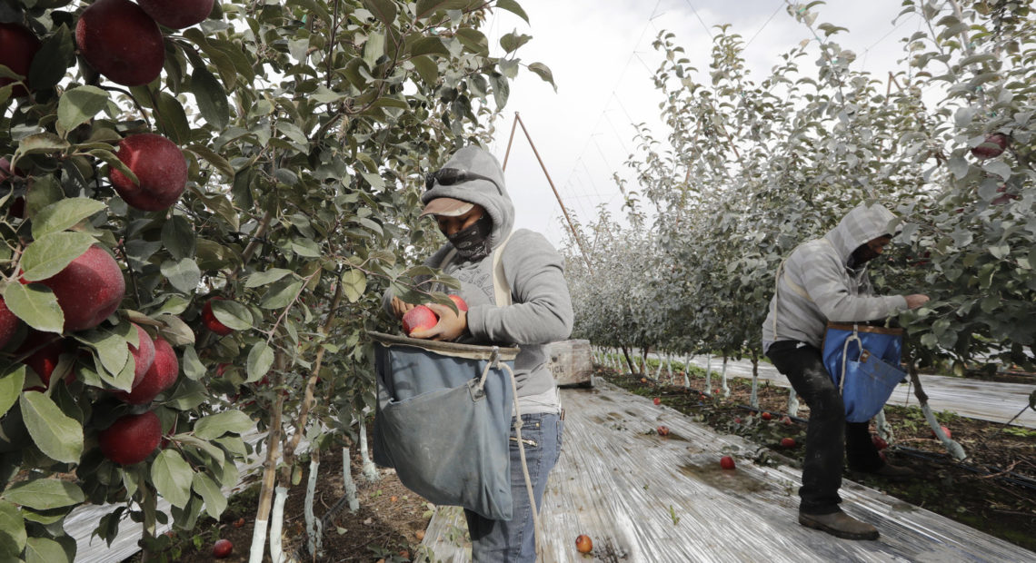 Workers pick apples in a Wapato, Wash., orchard last October. U.S. farms employ hundreds of thousands of seasonal workers, mostly from Mexico, who enter the country on H-2A visas. The potential impact of the coronavirus on seasonal workers has the food industry on edge. CREDIT: Elaine Thompson/AP