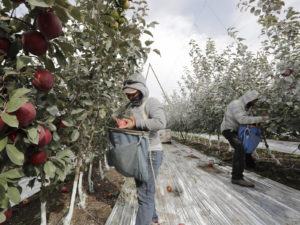 Workers pick apples in a Wapato, Wash., orchard last October. U.S. farms employ hundreds of thousands of seasonal workers, mostly from Mexico, who enter the country on H-2A visas. The potential impact of the coronavirus on seasonal workers has the food industry on edge. CREDIT: Elaine Thompson/AP