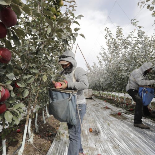 Workers pick apples in a Wapato, Wash., orchard last October. U.S. farms employ hundreds of thousands of seasonal workers, mostly from Mexico, who enter the country on H-2A visas. The potential impact of the coronavirus on seasonal workers has the food industry on edge. CREDIT: Elaine Thompson/AP
