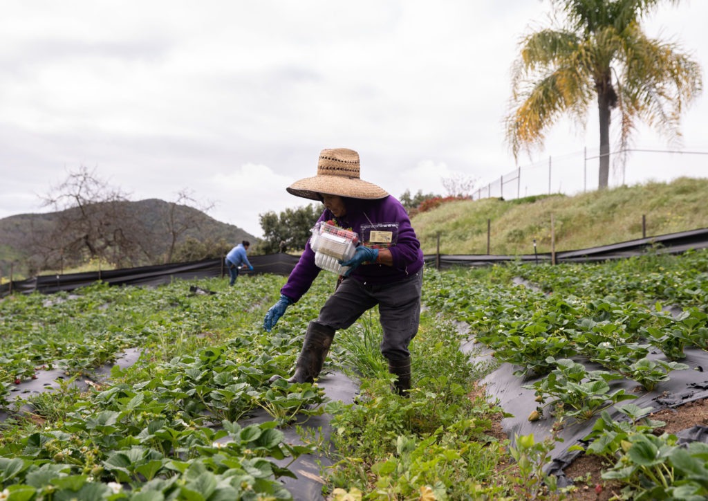 Farmworkers pick organic strawberries at Stehly Farms Organics in Valley Center, Calif., on March 25. CREDIT: Ariana Drehsler/AFP via Getty Images