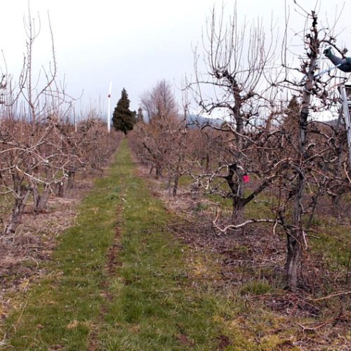 Migrant farmer Martin Zavala-Martinez prunes a pear tree at Avalon Orchards in Parkdale, Ore., Thursday, April 2, 2020. People needing H-2A work visas are facing delays at the U.S.-Mexico border due to the COVID-19 outbreak.