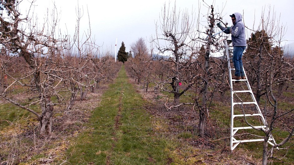 Migrant farmer Martin Zavala-Martinez prunes a pear tree at Avalon Orchards in Parkdale, Ore., Thursday, April 2, 2020. People needing H-2A work visas are facing delays at the U.S.-Mexico border due to the COVID-19 outbreak.