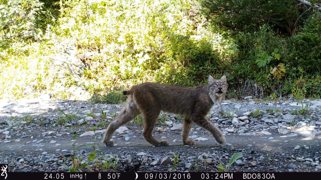 A Canada lynx in Washington state as captured in a large study by WSU researchers. The team's 650 wildlife cameras caught plenty of other wildlife, too. CREDIT:  WSU Mammal Spatial Ecology and Conservation Lab