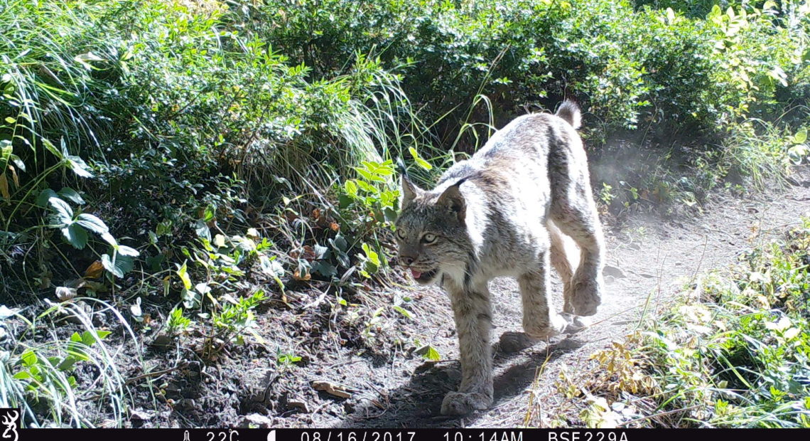 A Canada lynx in Washington spotted by one of 650 wildlife cameras in a Washington State University study. CREDIT: WSU Mammal Spatial Ecology and Conservation Lab