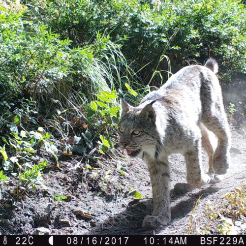 A Canada lynx in Washington spotted by one of 650 wildlife cameras in a Washington State University study. CREDIT: WSU Mammal Spatial Ecology and Conservation Lab