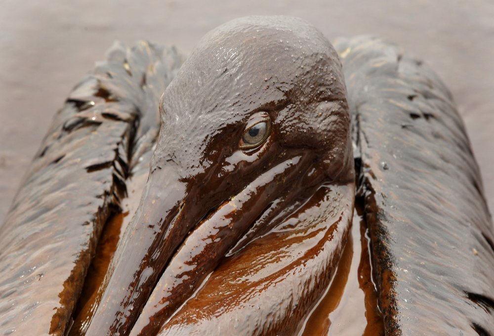 A Brown Pelican is mired in oil 