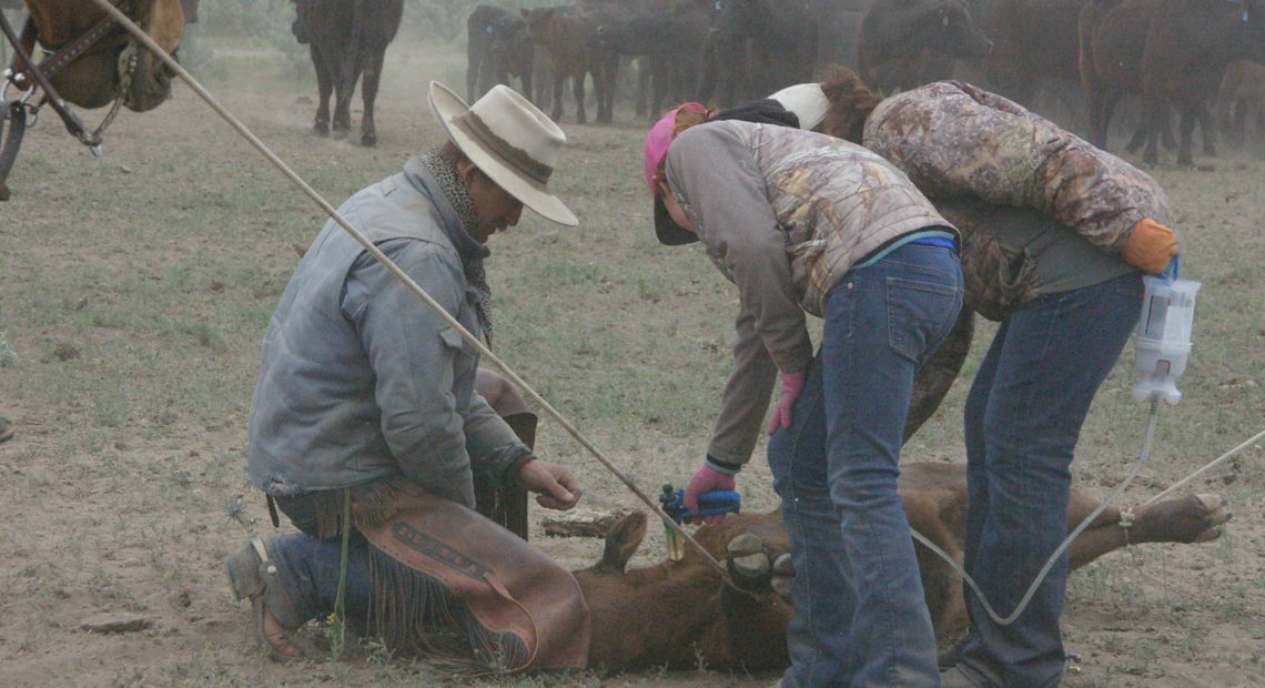 Cattle brandings in the Northwest take a lot of people. One person vaccinates, another brands, another castrates the calves — all at the same time. Courtesy of Gary King