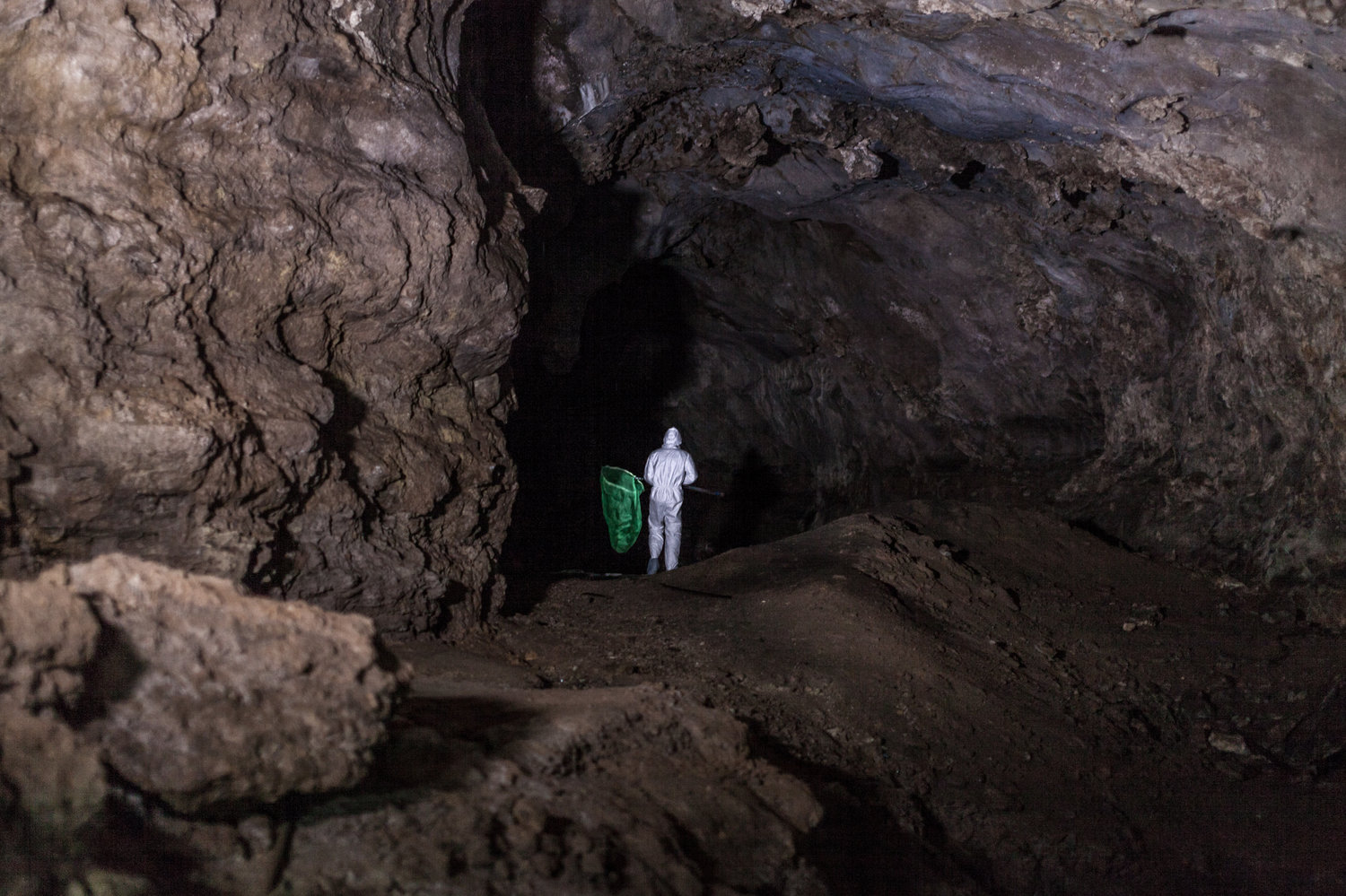 A member of the EcoHealth Alliance field team enters a cave in China