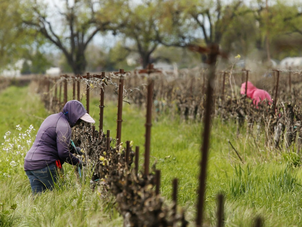 Farmworkers work at a winery in Clarksburg, Calif., on March 24. Farms continue to operate as essential businesses even as the coronavirus has hurt the agriculture industry.  CREDIT: Rich Pedroncelli/AP