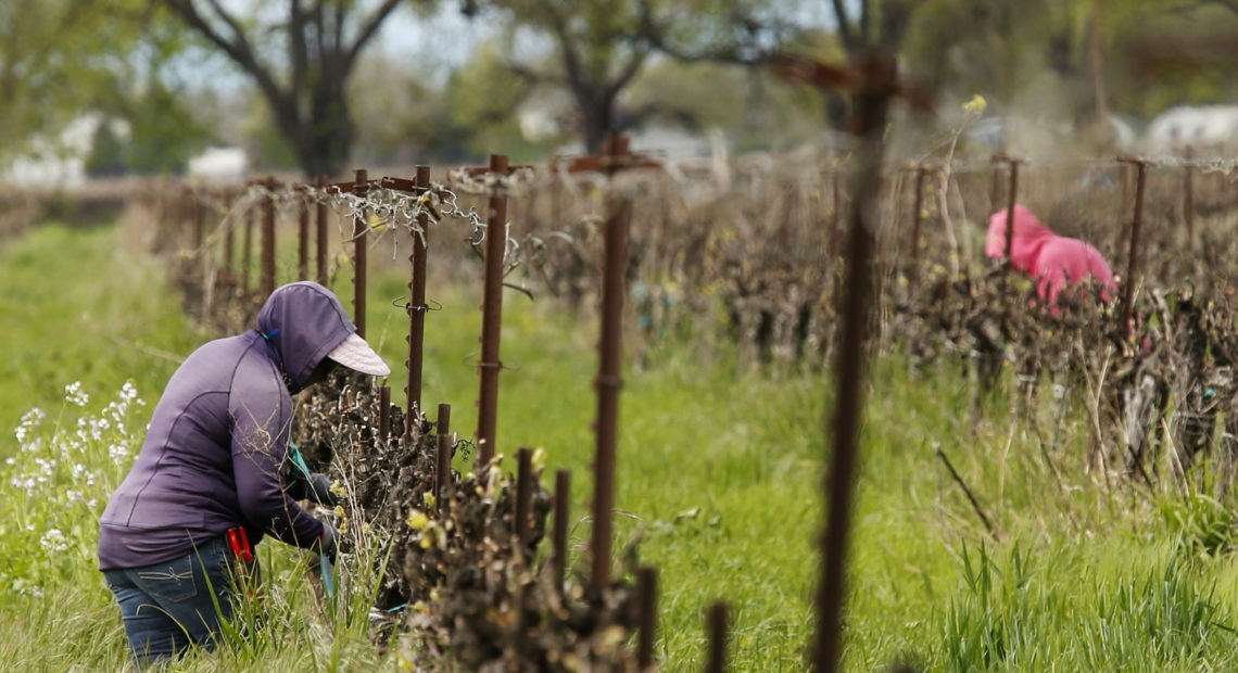 Farmworkers work at a winery in Clarksburg, Calif., on March 24. Farms continue to operate as essential businesses even as the coronavirus has hurt the agriculture industry. CREDIT: Rich Pedroncelli/AP