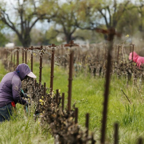 Farmworkers work at a winery in Clarksburg, Calif., on March 24. Farms continue to operate as essential businesses even as the coronavirus has hurt the agriculture industry. CREDIT: Rich Pedroncelli/AP