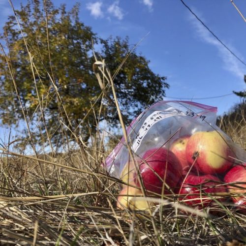 Apples collected by amateur botanists David Benscoter and EJ Brandt of the Lost Apple Project near Genesee, Idaho.