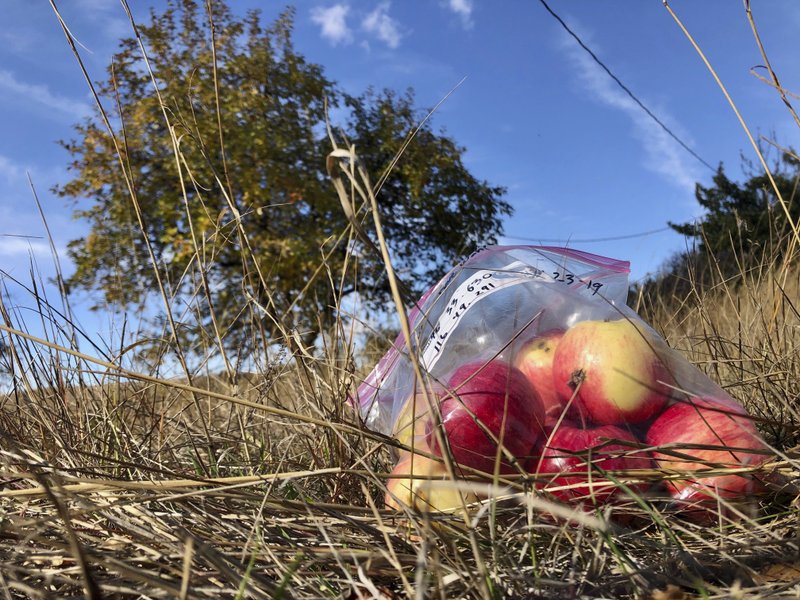 Apples collected by amateur botanists David Benscoter and EJ Brandt of the Lost Apple Project near Genesee, Idaho.