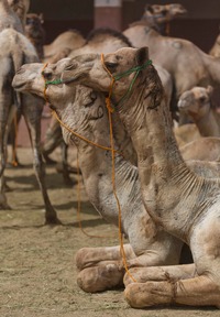 Camels