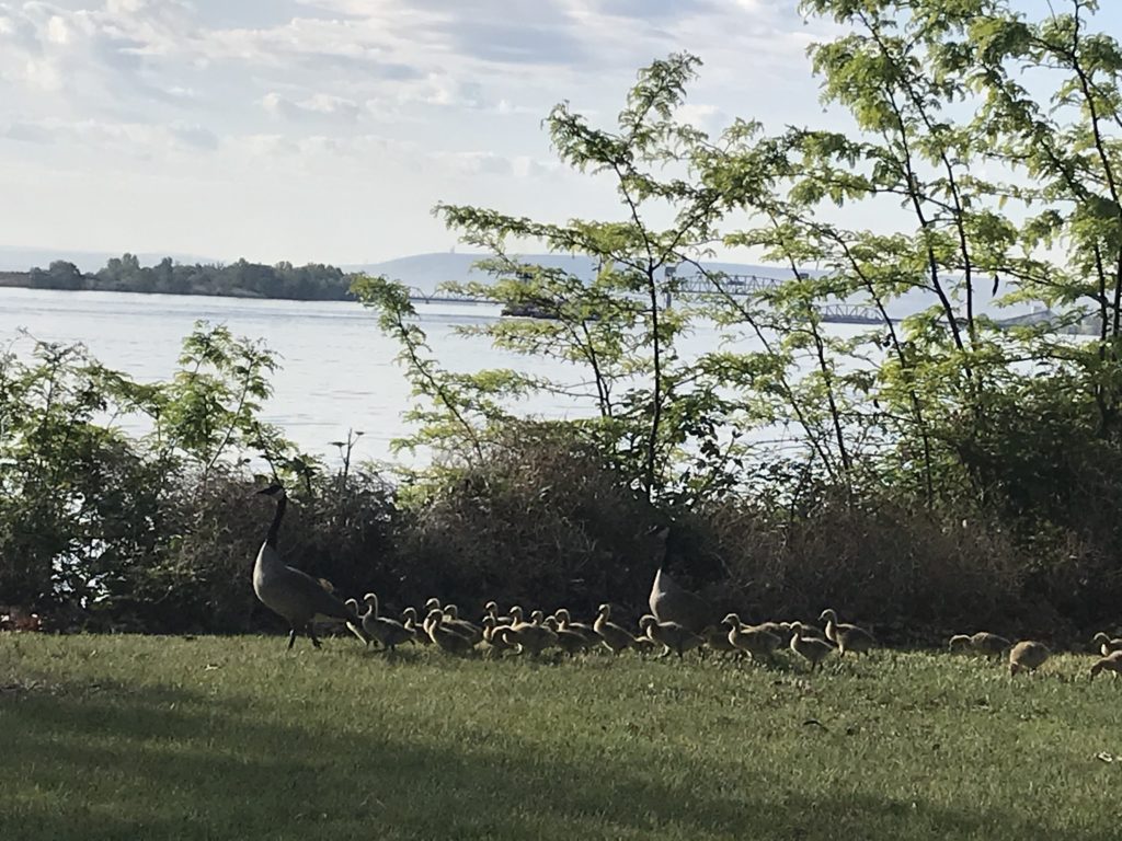 Geese waddle around Sacajawea Historical State Park just after it opened Tuesday, May 5. CREDIT: Courtney Flatt/NWPB