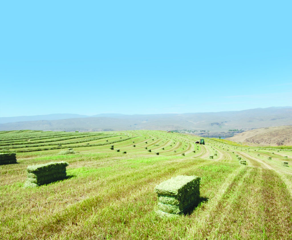 File photo. Central Washington is a hay growing and exporting powerhouse. But supply chain disruptions have caused slowdowns at West Coast and East Coast ports.