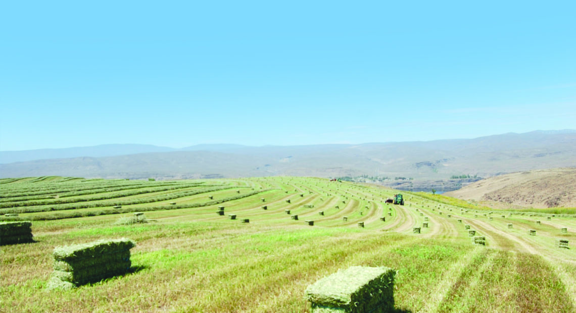 File photo. Central Washington is a hay growing and exporting powerhouse. But supply chain disruptions have caused slowdowns at West Coast and East Coast ports.