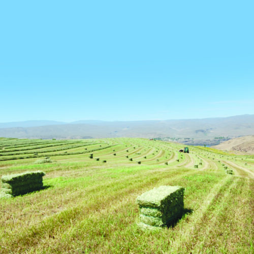 File photo. Central Washington is a hay growing and exporting powerhouse. But supply chain disruptions have caused slowdowns at West Coast and East Coast ports.