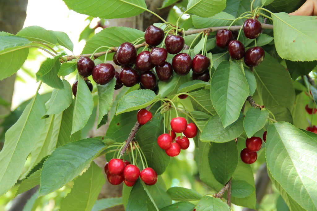 An example of how so-called "little cherry disease" affects their growth and presentation on trees. Courtesy of Washington State University Extension