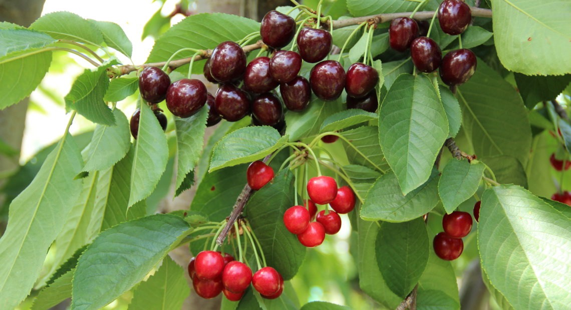 An example of how so-called "little cherry disease" affects their growth and presentation on trees. Courtesy of Washington State University Extension