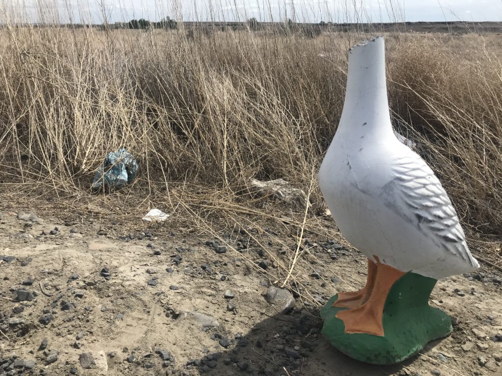 This headless cement ... goose? ... seagull? met its demise on State Highway 225, outside Benton City, instead of in a landfill. CREDIT: Courtney Flatt/NWPB