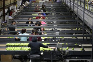 In this photo taken Oct. 15, 2019, workers sort Granny Smith apples to ready them for shipping in a packing plant in Yakima, Wash. CREDIT: Elaine Thompson/AP