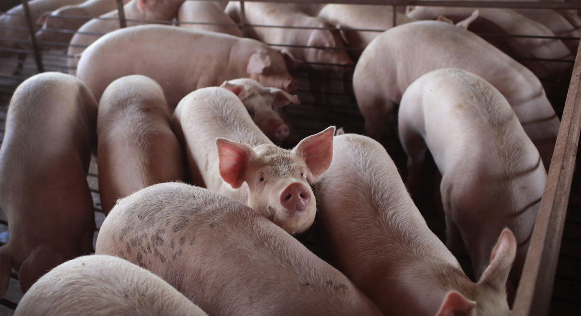With meatpacking plants reducing processing capacity nationwide, U.S. hog farmers are bracing or an unprecedented crisis: the need to euthanize millions of pigs.