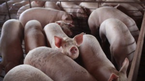 With meatpacking plants reducing processing capacity nationwide, U.S. hog farmers are bracing or an unprecedented crisis: the need to euthanize millions of pigs. 