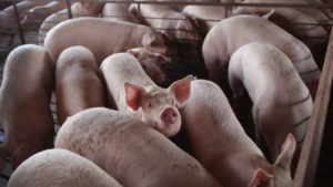 With meatpacking plants reducing processing capacity nationwide, U.S. hog farmers are bracing or an unprecedented crisis: the need to euthanize millions of pigs.