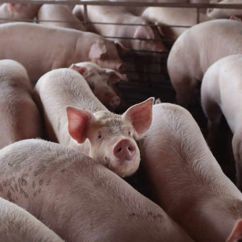 With meatpacking plants reducing processing capacity nationwide, U.S. hog farmers are bracing or an unprecedented crisis: the need to euthanize millions of pigs.